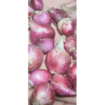 

Bawang Merah/ Brambang