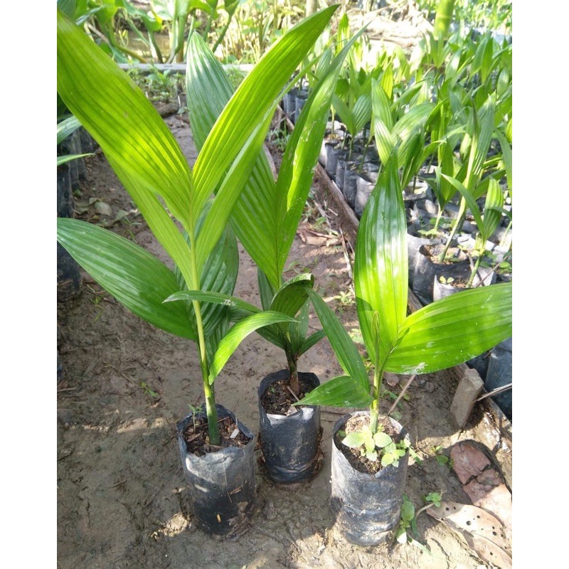 Bibit Pinang Betara || Bibit Polybag Siap Tanam