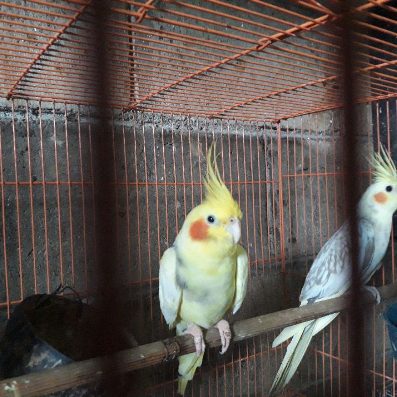 710 Gambar Burung Falk Jantan Dan Betina Gratis