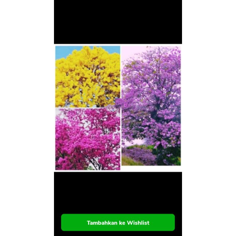 paket 3 bibit tanaman tabebuya-bunga tabebuya