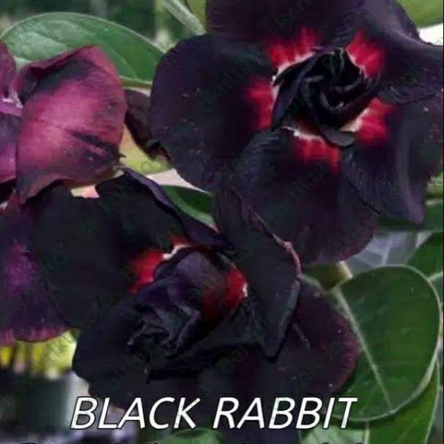 

Bibit Bunga Kamboja Adenium Black Rabbit ( HOKI OFFICE STORE )