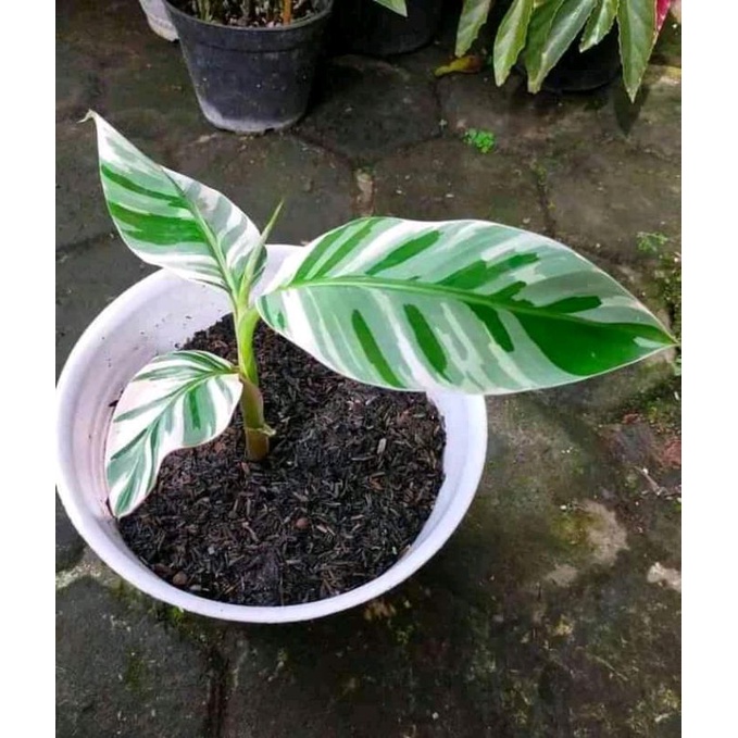 pisang varigata florida