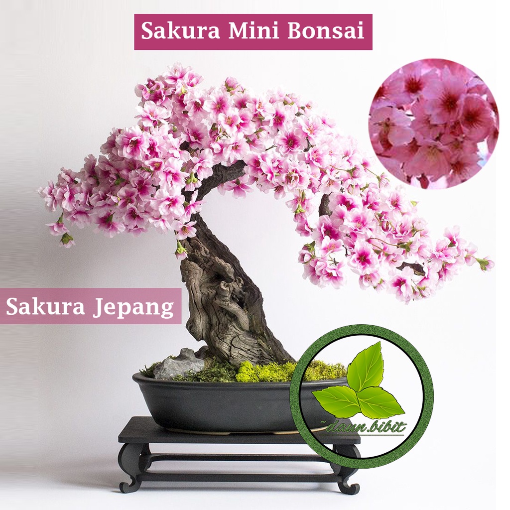 Bibit Bunga Sakura Bonsai Mini Hasil Indukan Import
