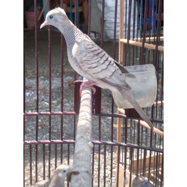 perkutut silver