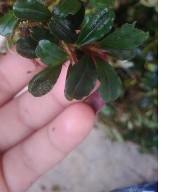 Bucephalandra buce Sp mini beli 3 gratis 1 porsi nampan 21x16 tanaman aquascape aquarium