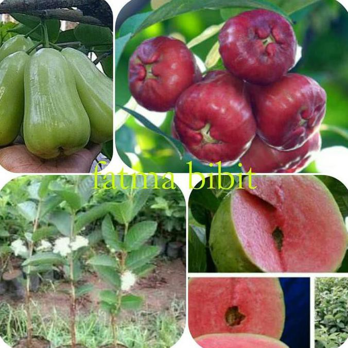 Bibit Buah Paket Jambu Air Madu Merah,Madu Deli,Kristal Berbunga,Jambu Sukun Grosir Kw Super