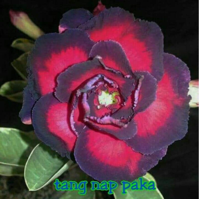 Adenium Grafting "Tanapaka"