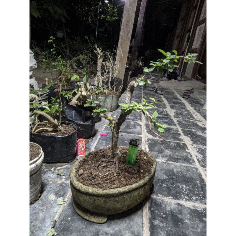 bahan bonsai mame hokiantea lokal