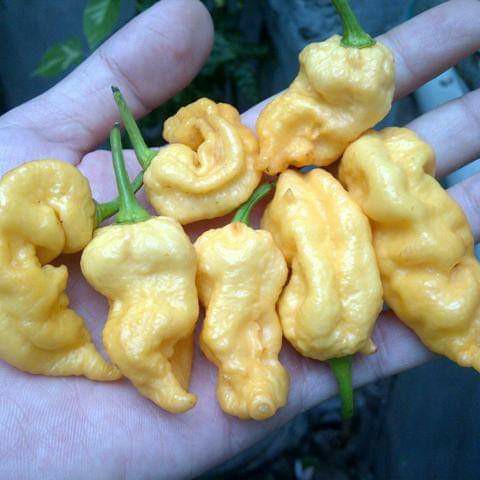 Benih Bibit Biji - Cabai Jay's Ghost Trinidad Peach Pepper Seeds