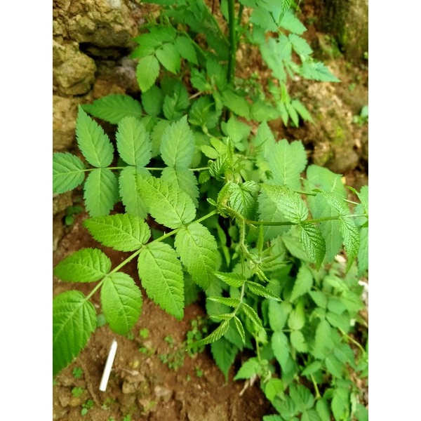 bibit tanaman arbei hutan