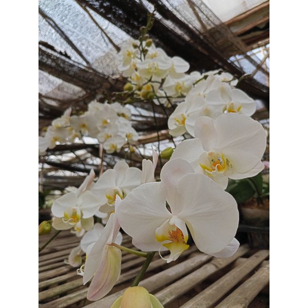 anggrek bulan grade B putih lidah kuning polos kondisi spike & knop mekar phalaenopsis hybrid bunga 