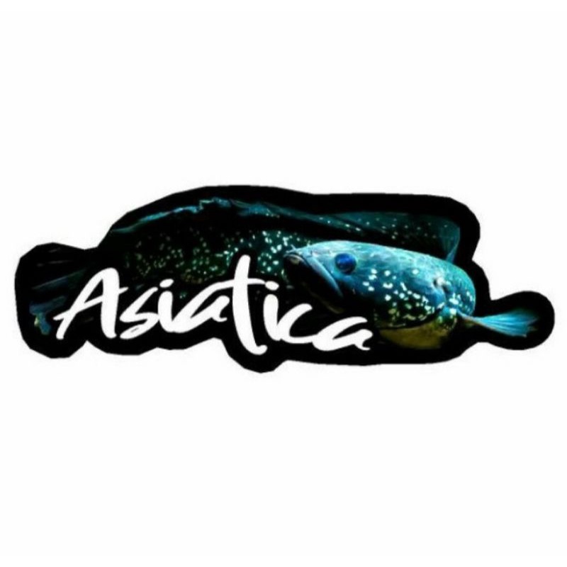 STICKER CHANNA MARU ASIATICA