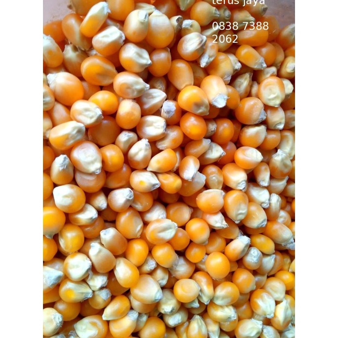 

Popcorn Mushroom Kiloan Preferred Jumbo Mushroom Poprcorn