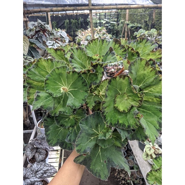 BEGONIA KEONG HIJAU/ KEONG MACAN/ KEONG MADU (ANAKAN)