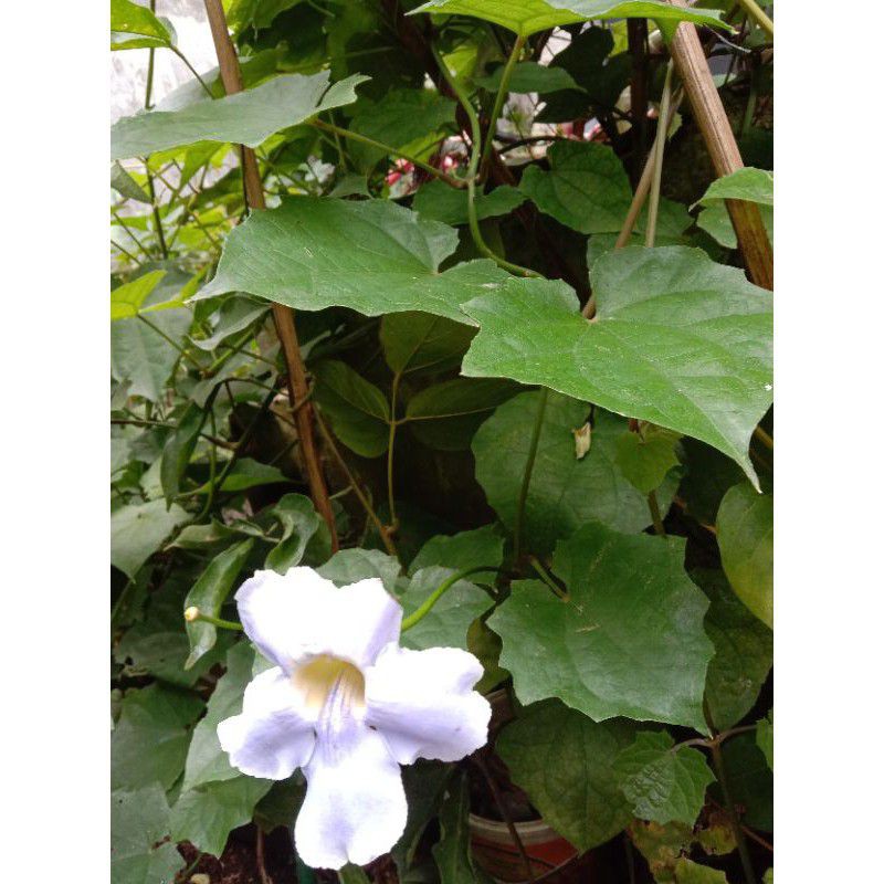 Tanaman Rambat Tumbergia - Bibit tanaman Tumbergia