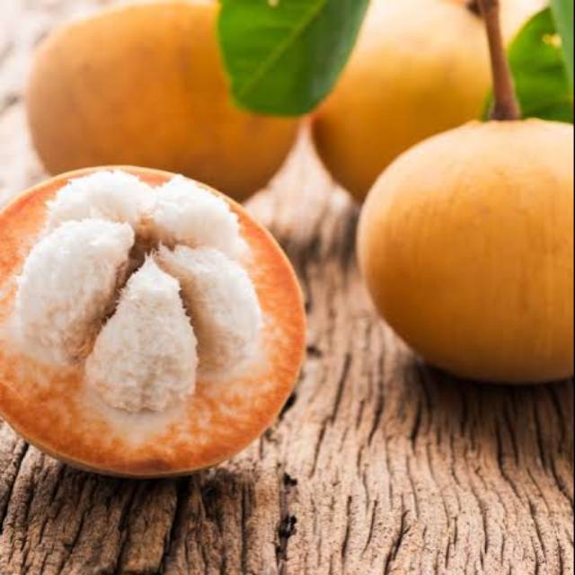 Bibit tanaman buah kecapi