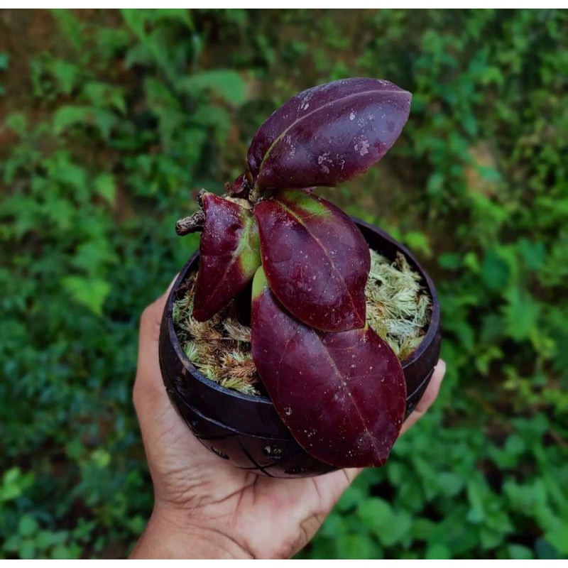 hoya merah limited