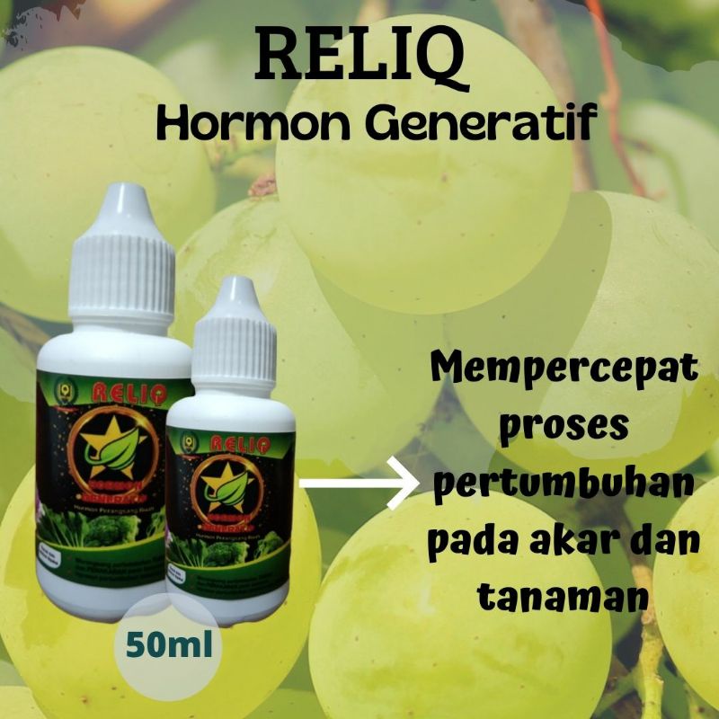 Hormon Giberelin Pembesar Buah Angur, Hormon Ga3 Anggur, Untuk Memperpanjang Dompolan