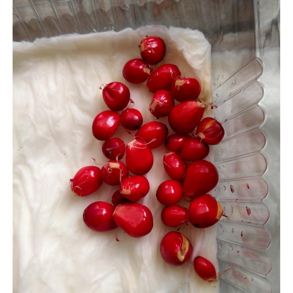 Biji Anthurium Jemani Cobra Jumbo (per 20pcs)