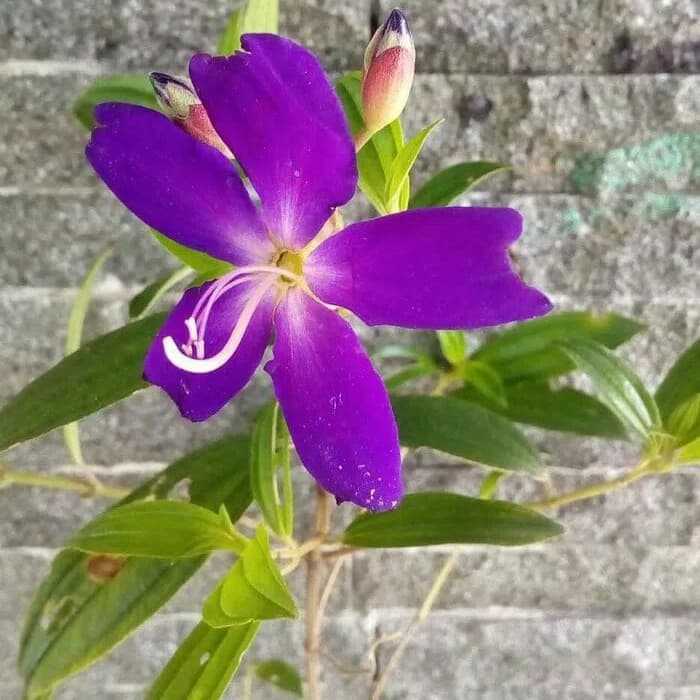 pohon senggani tanaman herbal - pohon senggani bunga ungu