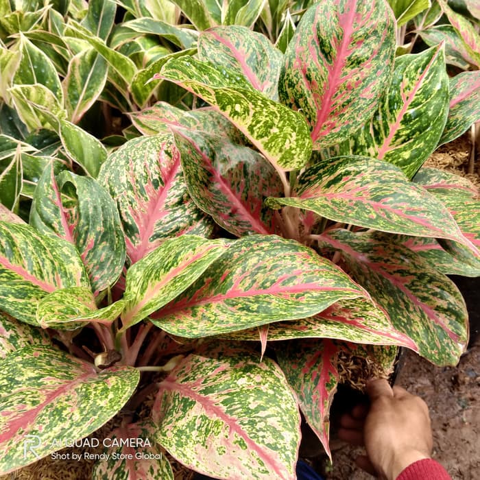 Tanaman hias aglonema legacy - aglonema legacy