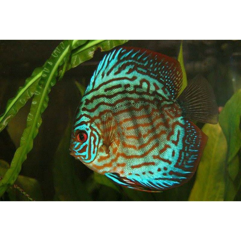 ikan discus turquoise