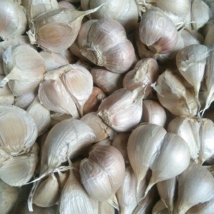 

BAWANG PUTIH KATING
