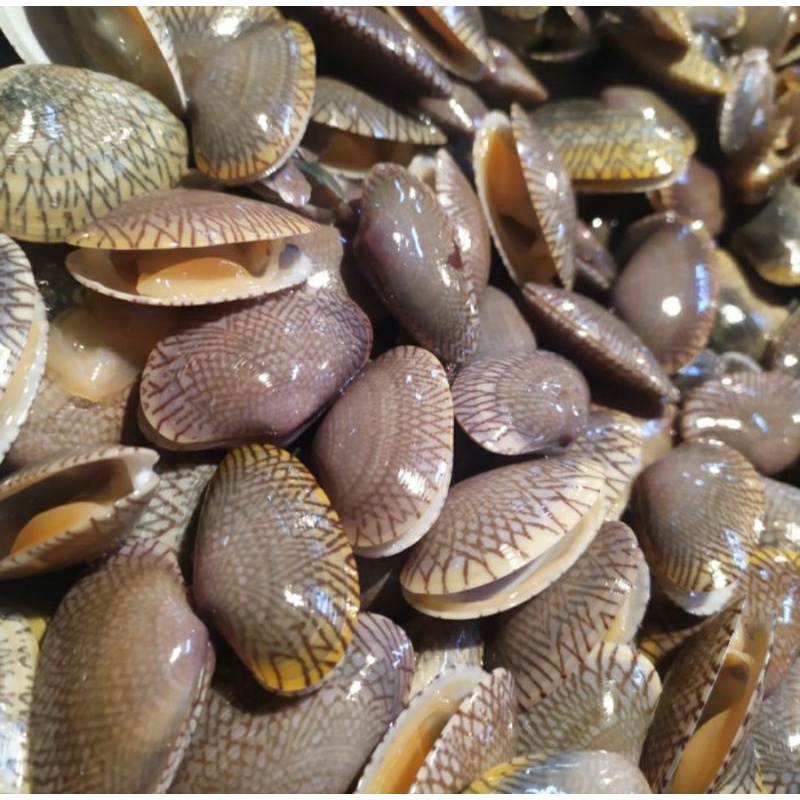 

Kerang Batik Fresh 1.0kg