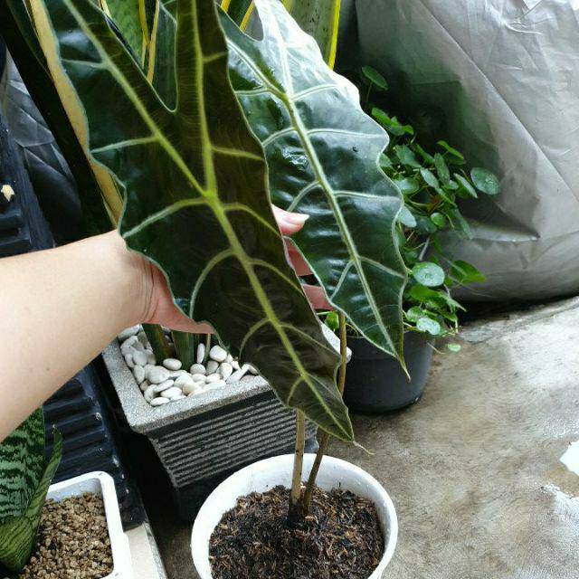 Tanaman Hias Keladi Amazon / Keladi Hias / Keladi Tengkorak tanaman hias