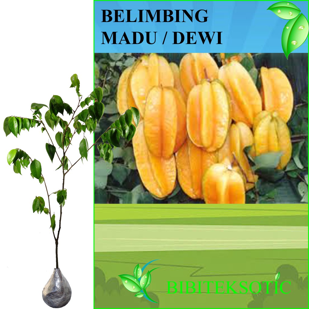 Tanaman Belimbing Madu / Dewi (buy 1 Get 1)