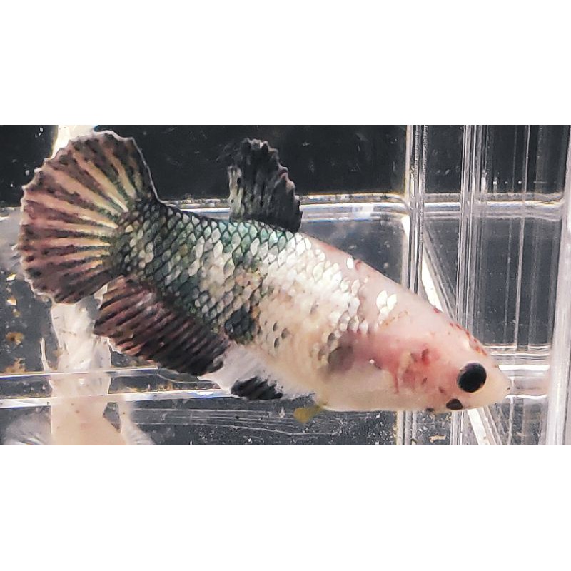 Nemo Cooper (female)