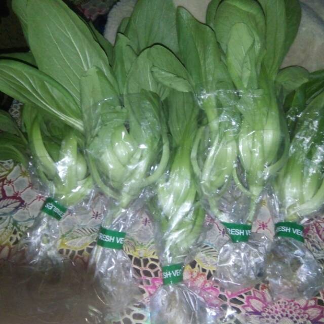 

Sayur pakcoy hidroponik