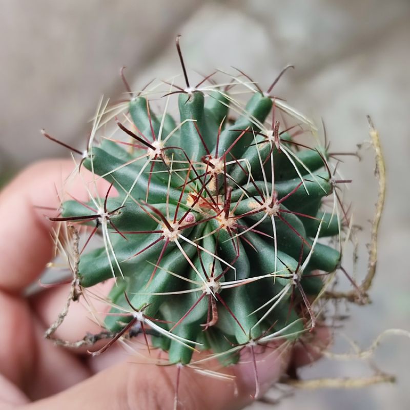 Kaktus Ferocactus Ownroot Murah