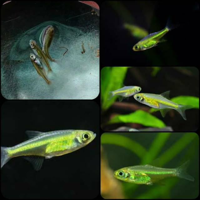 Ikan rasbora kubotai untuk aquarium dan aquascape