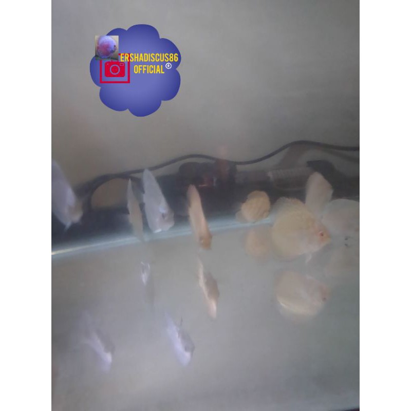 ikan discus