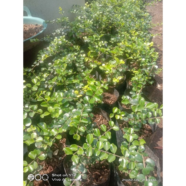 Bahan Bonsai Ohna Impor