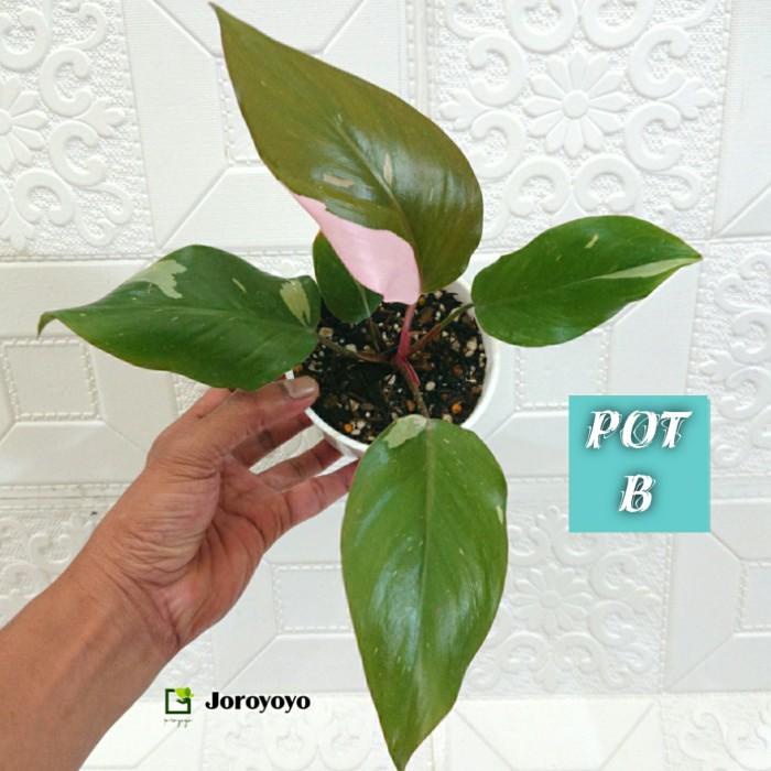 Philodendron Pink Princess