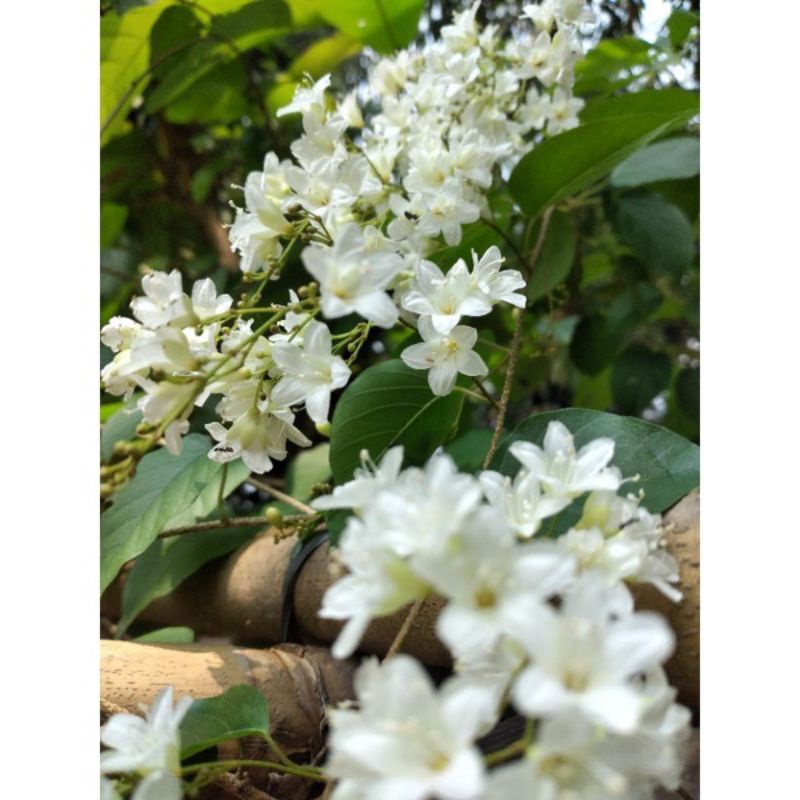 Bibit Bunga porana vollubilis / snow vine rekomendasi peternak lebah