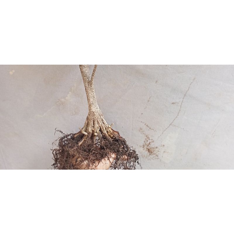 bonsai ficus microcarpa ( kimeng ) pecahan 16