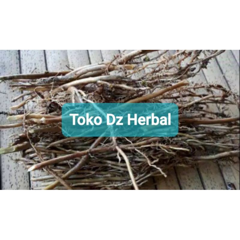 

Akar bambu kuning fresh 500 gram ready stok-az