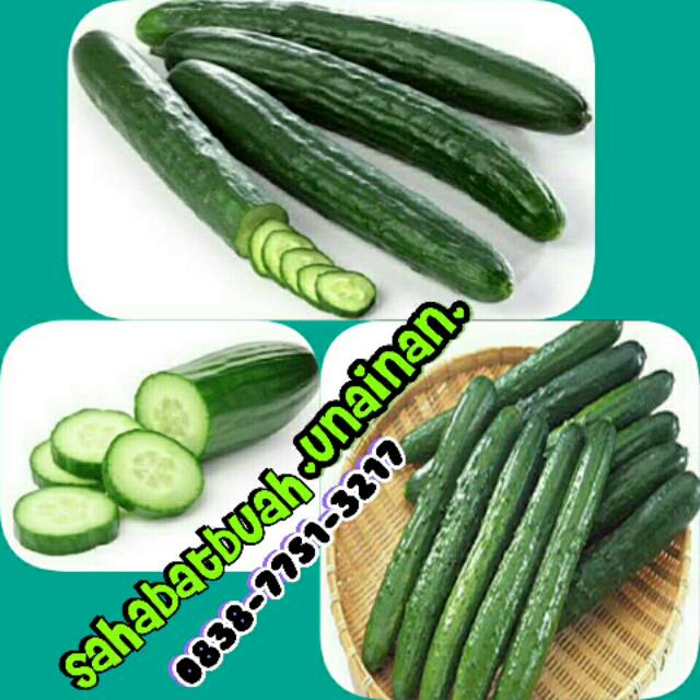 

timun jepang#buah#makanan#sayuran#vitamin