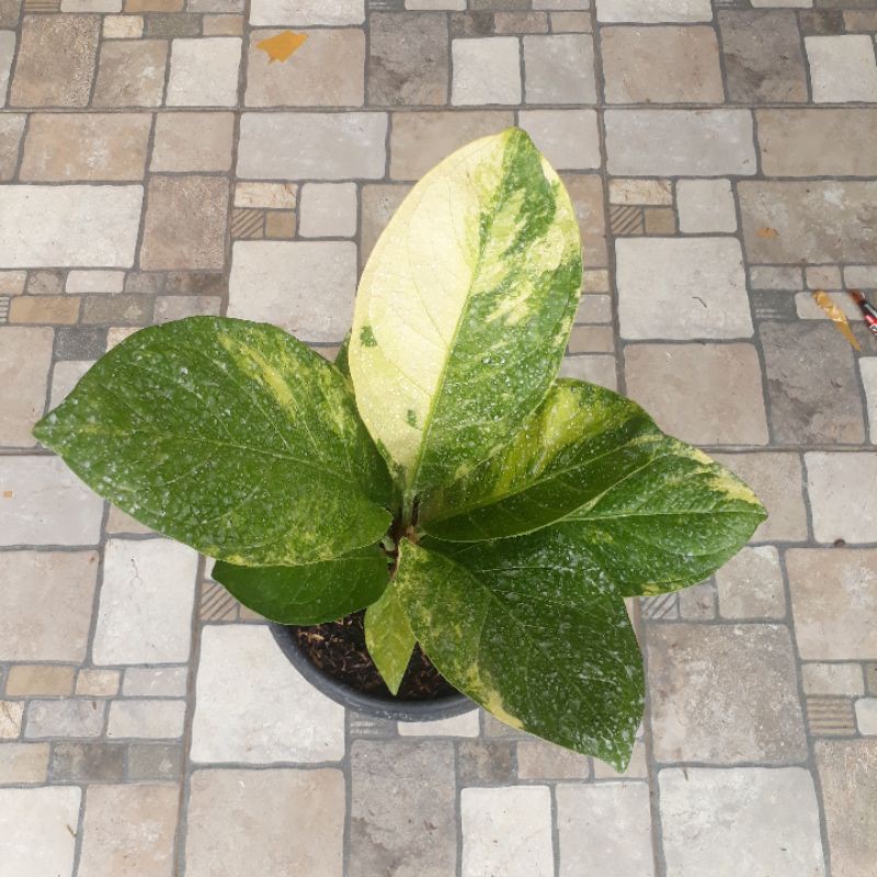 Jemani Varigata Mangkok