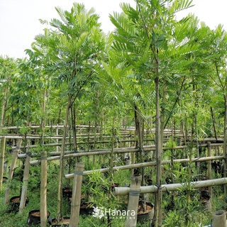 Jual Filicium dicipiens - Kiara payung - pohon instan/instant tree ...