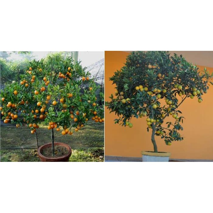 

Bibit Okulasi Tanaman Jeruk Mandarin grosir