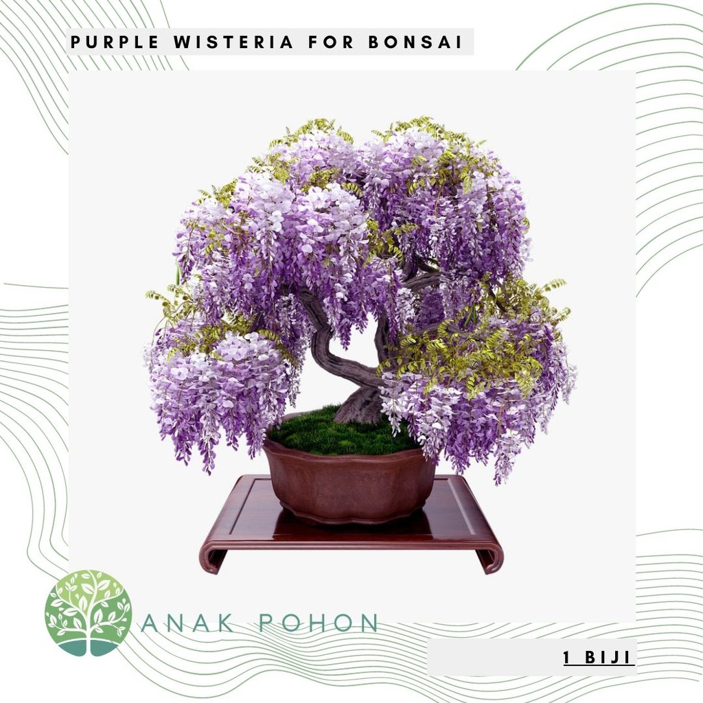 Benih Bibit Biji - Bunga Purple Wisteria Tree for Bonsai Seeds - IMPORT