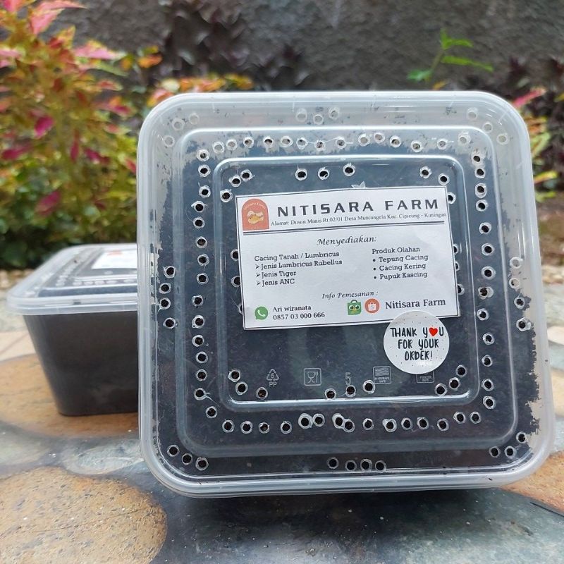 Cacing Tanah Hidup Jenis Tiger