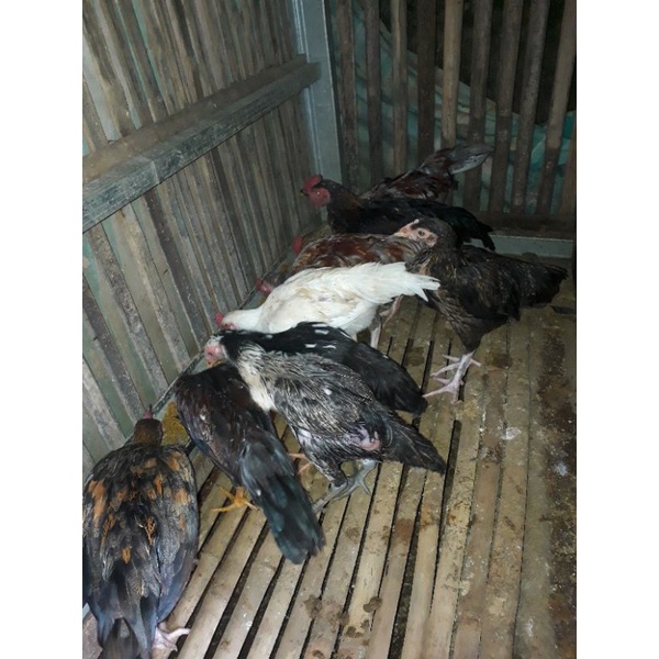 Ayam kampung hidup