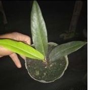 anturium keris papua hitam murah