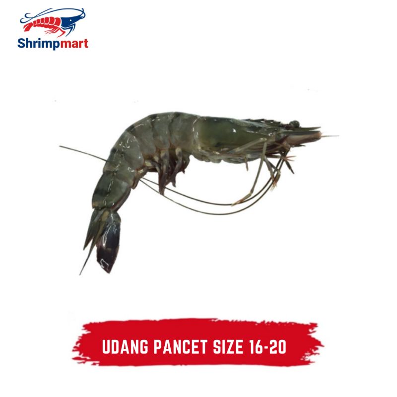 

UDANG PANCET SIZE 16-20