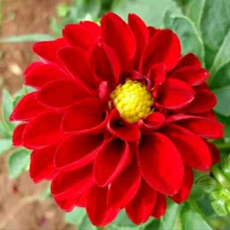 umbi dahlia merah